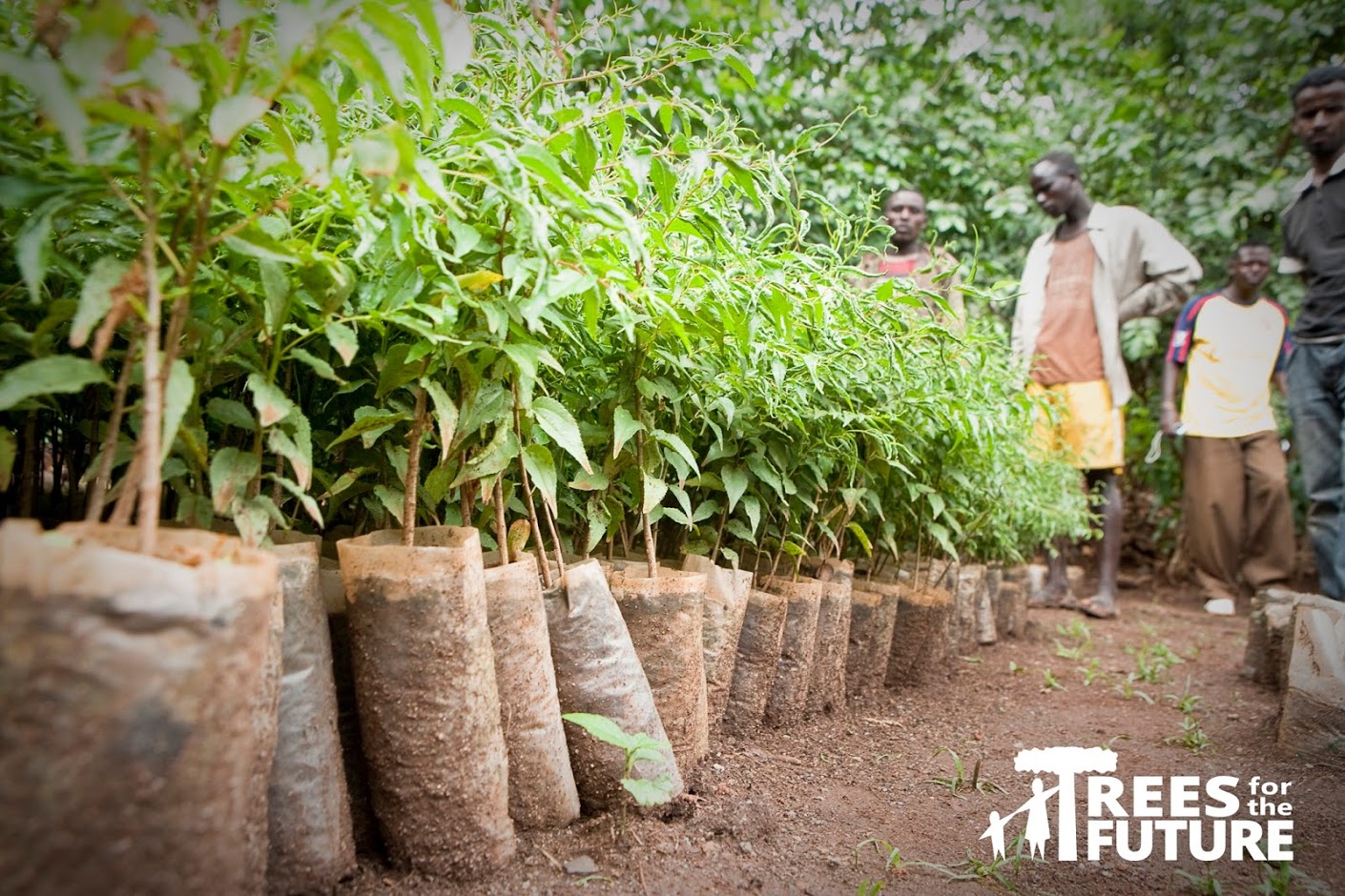 Trees for the Future